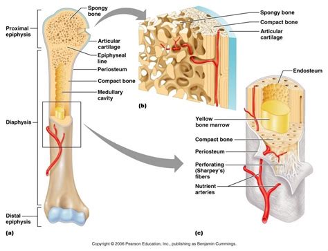 Gross Anatomy Of The Typical Long Bone