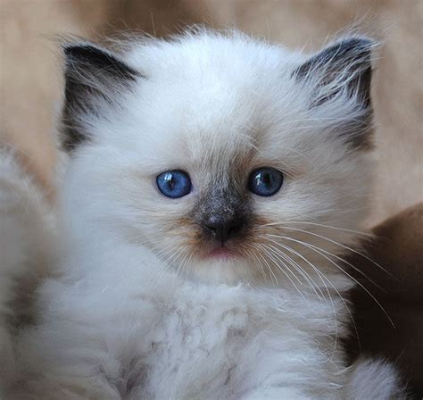 Ragdoll Cat Breed 20 Beautiful Ragdoll Images To Melt Your Heart