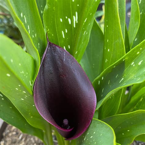 Zantedeschia Rehmannii Calla Lily In Gardentags Plant Encyclopedia