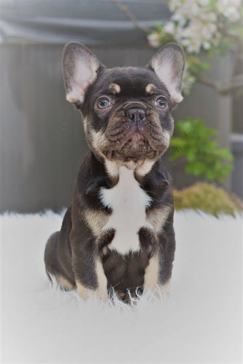 Maybe you would like to learn more about one of these? CHOCOLATE AND TAN FRENCH BULLDOG PUPPIES READY NOW ...