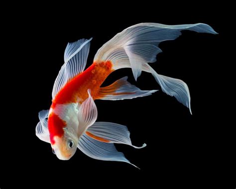 This results in skimming out the. Koi Fish For Sale: Japanese, Butterfly, Baby Kois and More!