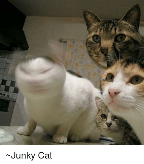 ~junky Cat Dank Meme On Sizzle