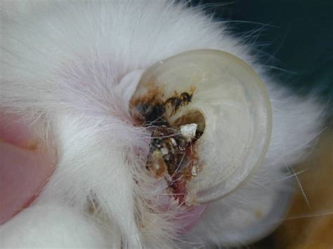 Symptoms of ingrown nail in cats. Money Saving Pet Hygiene Tips | West Chester Veterinary Care