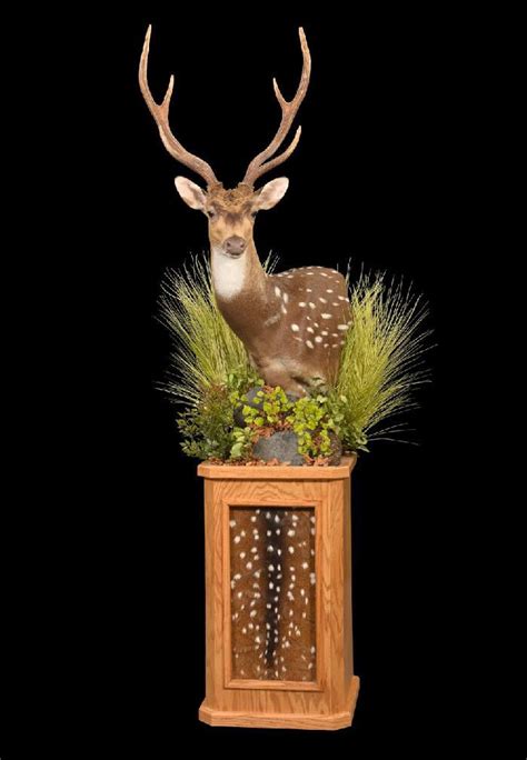 Deer Pedestal Mount Taxidermy Decor Taxidermy Display Antlers Decor