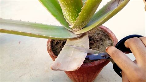 How To Trim Aloe Vera Plant Rapid Growth YouTube