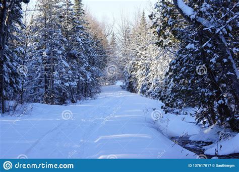 Snowy Forest Path In Winter Stock Image Image Of Front Snow 137617017