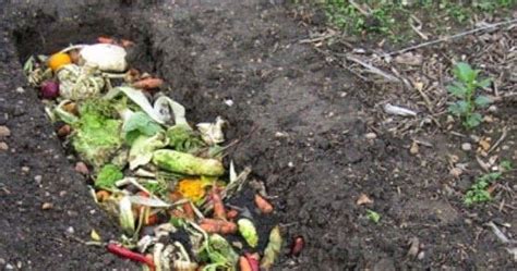 Trench Composting Is Very Simple You Dig A Trench Were Using The