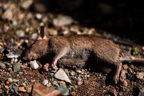 Dead Mouse Or Rat Or Rodent In The Yard Poisoning Stock Image Image Of Dangerous Epidemic