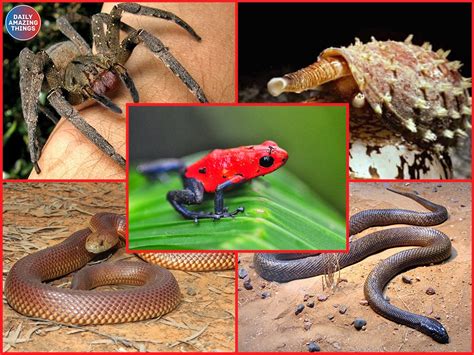 The 10 Most Venomous Animals In The World Daily Amazing Things