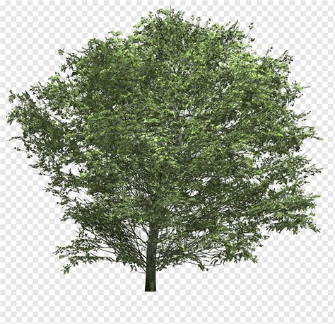 Árvore de arbusto arbustos web design filial animação png PNGWing