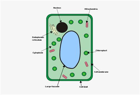 Digicollect Eukaryotic Plant Cell Diagram Labeled
