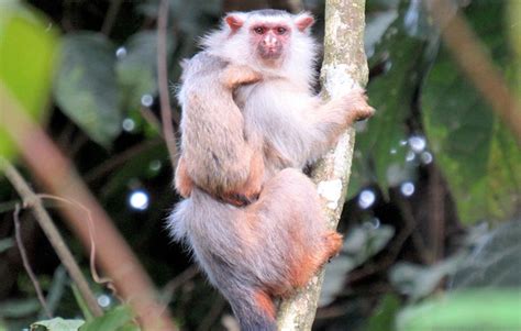 Descubierta Una Nueva Especie De Mono Tití En El Amazonas