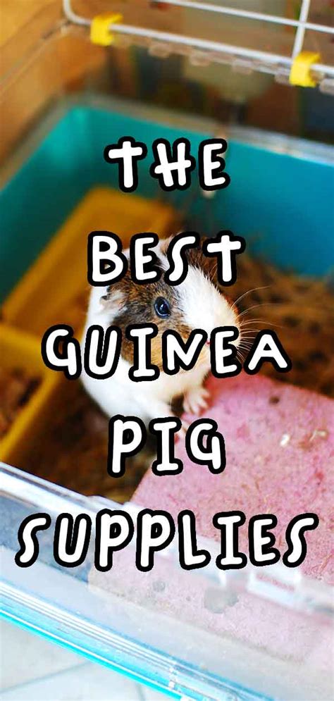 Best Guinea Pig Supplies Everything Your Little Pets Need