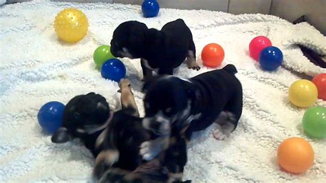 Black And Tan English Bulldog Puppies 4 Weeks Old Youtube