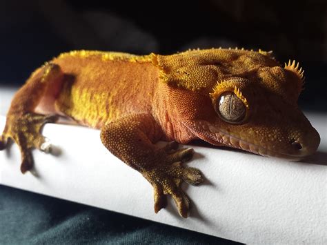 Crested Gecko As Pets Breed Information Care Ukpets