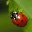 How Bout A Ladybug – May The Best Pet Win Find