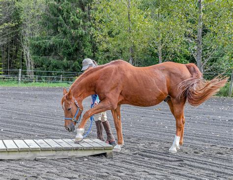 10 Steps To A More Confident Horse Horse Nation