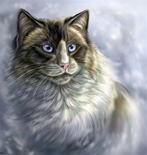 Ragdoll Ragdoll Cat Art Cat Drawing