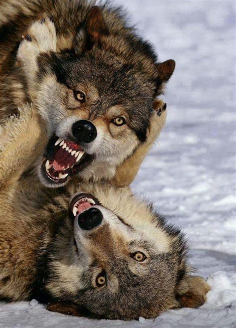Pin By Mitchell Borg On My Cute Friends Wolves Fighting Wolf Dog