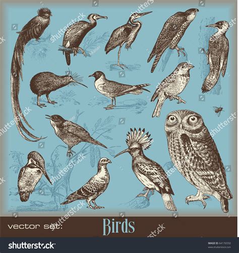 Vector Set Birds Variety Vintage Bird Stock Vector 64176550 Shutterstock