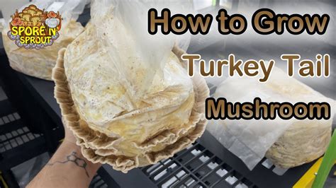 how to grow turkey tail mushrooms at home youtube