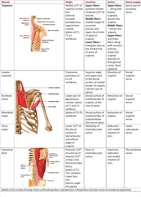 Shoulder And Scapular Region Anatomy Qa
