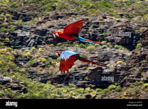 Parrots During A Bird Show Palmitos Park Maspalomas Gran Canaria