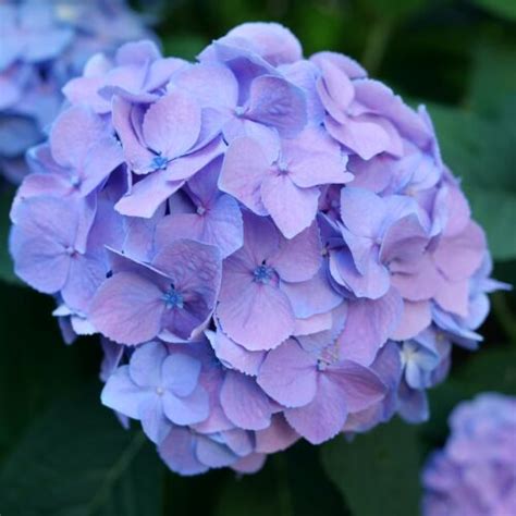 Big Flowered Bigleaf Hydrangeas Flower Magazine