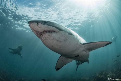 Great White Shark Tracking Sharks