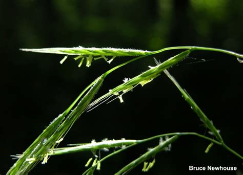 False Brome Identification And Control Brachypodium Sylvaticum King