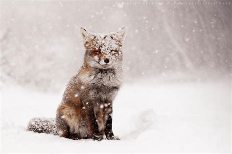 22 Breathtaking Wildlife Pictures Of Beautiful Foxes Demilked