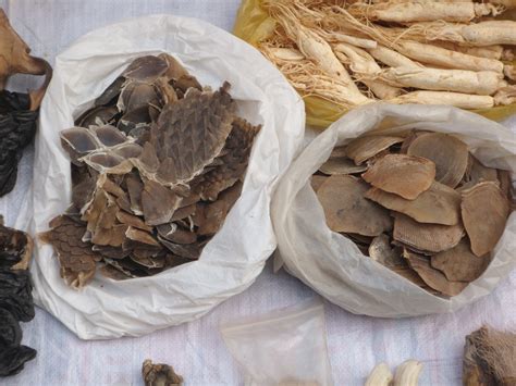 Scale your defi trading with pangolin. Let's tip the scales | WWF India