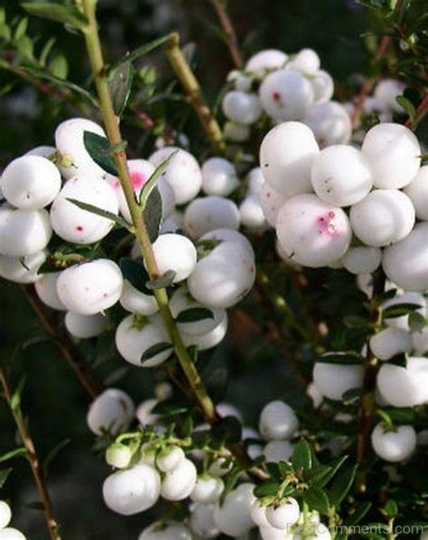 Adorable Snow Berry Flowers