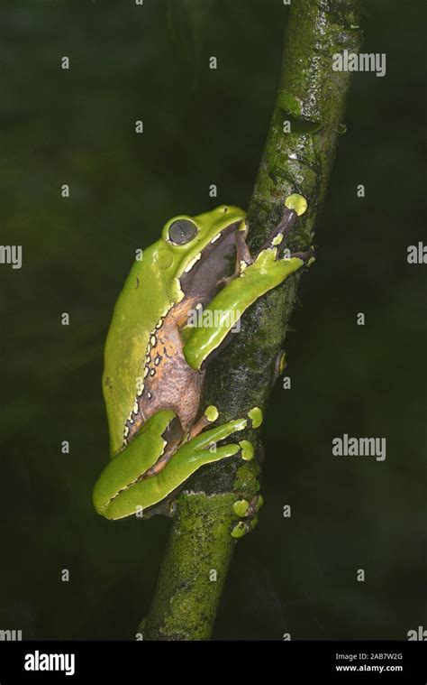 Giant Waxy Monkey Frog Phyllomedusa Bicolor Clinging To Small Branch