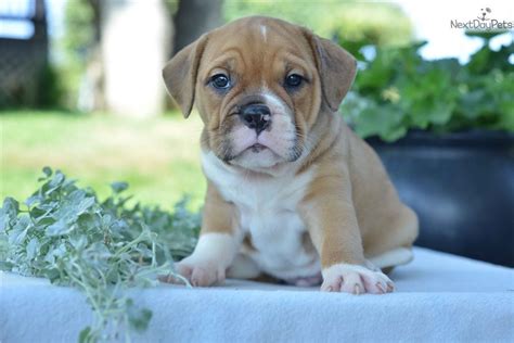 Generally, pitbull is not a type of puppy that show protective instincts. Beabull puppy for sale near Cleveland, Ohio. | 1ffcd10a-6741