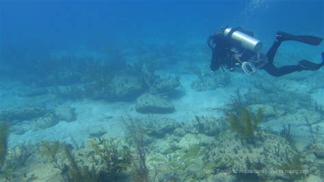 Giant Ocean Tank Divers Blog