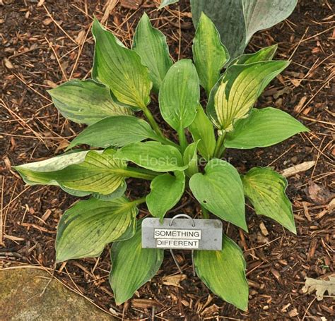 P00 Hosta Something Different From The Hosta Helper Presented By
