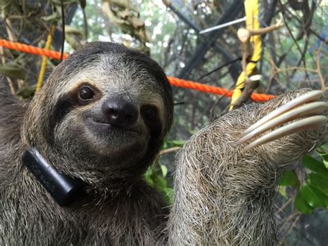 The Sloth Institute And Toucan Rescue Ranch Partner To Help Orphan