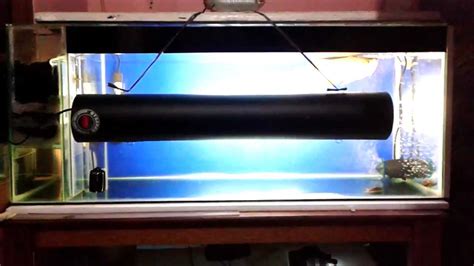 Check spelling or type a new query. First tanning lamp arowana red tail golden - YouTube