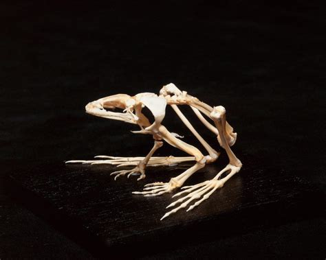 Do Frogs Have Bones Frog Skeleton Anatomy