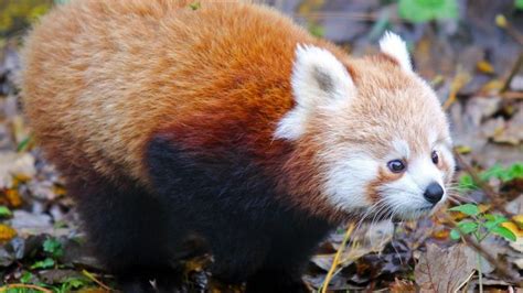 Belfast Zoo Celebrates Birth Of Endangered Red Pandas Bbc News