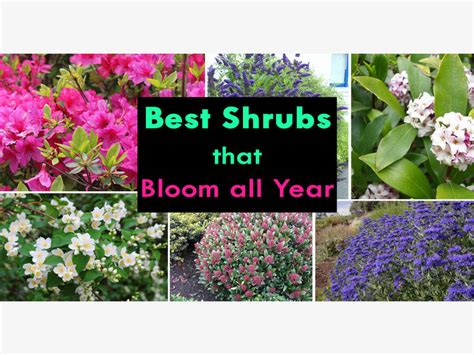 These small evergreen shrubs are low maintenance and compact. Shrubbery Makes Great Border Plants | Franklin, TN Patch