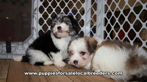 Puppies For Sale Local Breeders Baby Morkie Puppies For Sale Atlanta