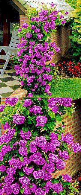 Climbing Roses Are Extremely Versatile And Can Be Used To Cover