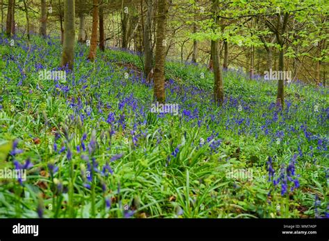 Bluebell Wood In Staffordshire Beautiful Bluebells In Old English