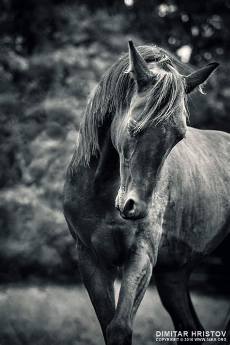 Black And White Portrait Of Horse 54ka Photo Blog