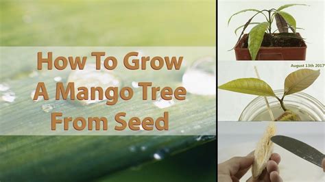 How To Grow A Mango Tree From Seed Easy With Results
