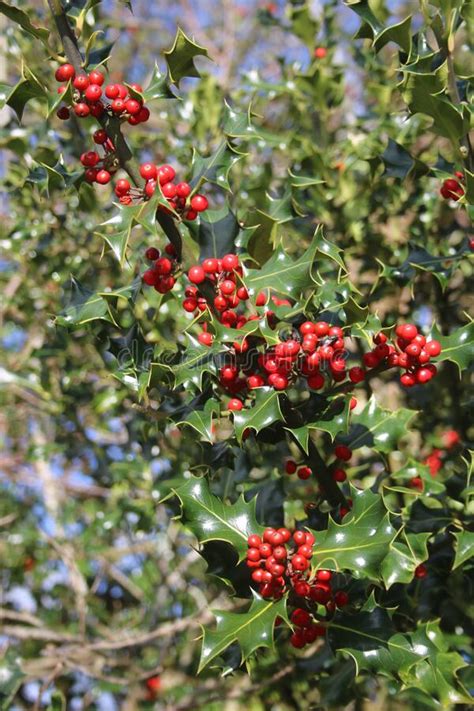 Red Holly Berries And Green Leaves In Sunlight Stock Image Image Of