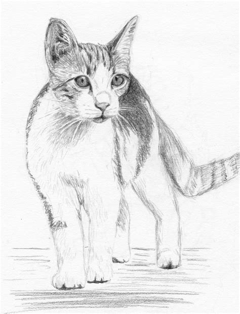 Oliver By Cchersin Cat Art Cat Painting Cat Drawing