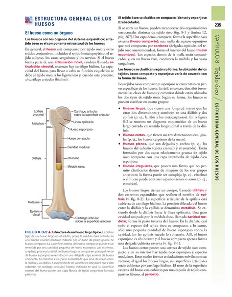 Anatomía Y Fisiología De Los Huesos 235 CapÍtulo 8 Tejido óseo